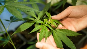 Nemecko čiastočne legalizuje konzumáciu konope. Odkedy bude zákon platiť?