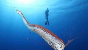 Ryba súdneho dňa na brehu Tasmánie: Zvestuje katastrofu alebo ide len o mýtus?