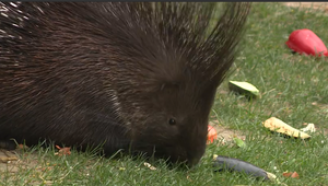 VIDEO: ZOO láka turistov na komentované kŕmenie zvieratiek