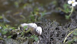 Ekologická tragédia: Počas búrky došlo ku kontaminácii vody a uhynuli tisícky rýb