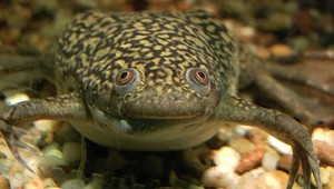 Obrovský úspech vedcov. Žaba dostala lieky, dorástla jej amputovaná noha