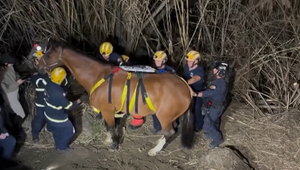 VIDEO: Kôň uviazol v priekope, do bezpečia ho dostal až vrtuľník