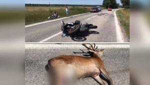 Zrážka motorkára so zverou. Muža zo stroja vymrštilo
