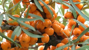 Unikátna úroda na chladnej Orave. Pozrite sa, aké exotické ovocie vyrástlo mužovi na záhrade