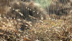 Čo všetko sa dá zistiť z pavučiny? Možno ani neviete