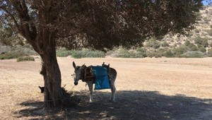 Chcete jazdiť na somárovi, začnite držať diétu. Grécko zavádza nové pravidlá