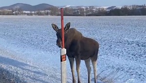Zatúlaného losa už odchytili. Pohyboval sa stále častejšie pri frekventovaných cestách