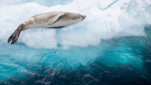 Antarktídu pustošia vražedné prsty: Niet šance na prežitie