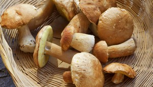 Vytiahnite košíky, pod Tatrami je dubákový raj