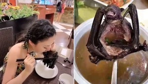 Čína zakáže konzumáciu voľne žijúcich živočíchov