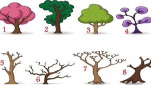 Test osobnosti: Ktorý strom je vám najbližší a čo o vás hovorí?