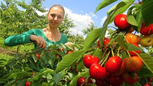 Zarobili ste si na brigáde? Prečítajte si, kedy nemusíte zaplatiť odvody