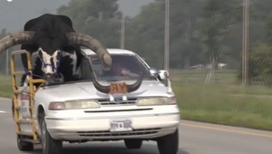VIDEO: Muž jazdil na aute s urasteným býkom na mieste spolujazdca