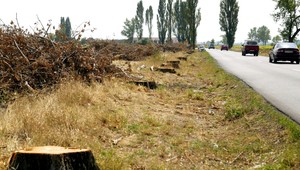 Problém s topoľmi. Pavol ich má sám vyrúbať, drevo odovzdať