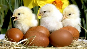 Ďalší potravinový škandál? V nemeckých vajíčkach sa našli toxické látky!