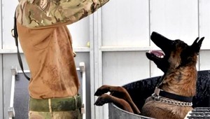 Petícia a vzbura pomohli. Psích veteránov neutratia, postará sa o nich štát