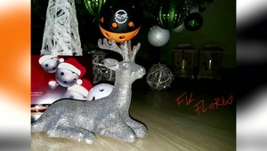 Čo si na sviatky želá Florko? Košičania pripravili vianočný pozdrav