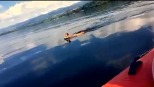 Záchranári ratovali srnca, ktorý sa rozhodol preplávať jazero
