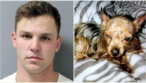 Polial psa horúcou vodou a dal do mrazničky. Majiteľke tvrdil, že ušiel