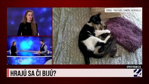 Hrajú sa, či bijú? Spektrum 24 o agresívnom a hravom správaní mačiek