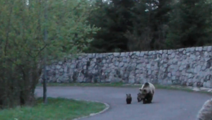 Problémy s medveďmi riešili aj v Poľsku, ich nápady riešení by mohli pomôcť aj nám