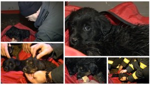 Šteniatka nechali v tatranských lesoch napospas zveri. Zachránili ich hasiči