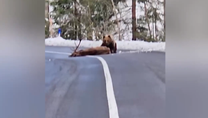 Vodičovi sa naskytol nevšedný zážitok. Medveď ťahal po ceste zraneného jeleňa