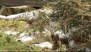 V Chorvátsku sa nakazili antraxom dospelí aj deti: Čo je sneť slezinná a čo pri nej hrozí?