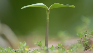 Rastlina, ktorá vyklíčila na cudzej planéte: Žila jeden deň