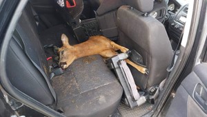 Srnka pri zrážke prerazila čelné sklo, skončila na zadných sedadlách auta