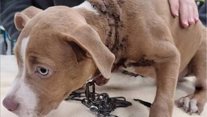 Dobré srdce filmového drsniaka! Zachránil týrané šteniatko a ponúka štedrú odmenu za páchateľa!