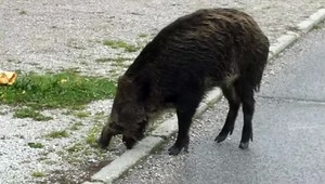 Stretnúť diviaka v meste nie je problém. Jedného museli prísť odstreliť poľovníci