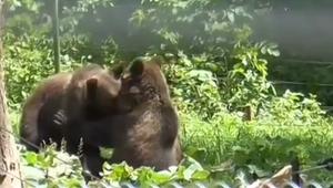 Tri medvieďatá prišli pred rokom o matku. Ako sa im darí po prevoze do ZOO?