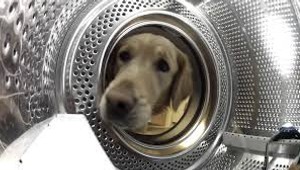 Unikátny box zachraňuje zvieratá podobne ako odložené deti