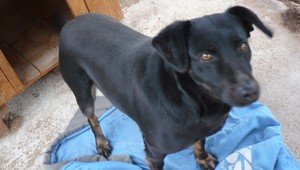 V Dargove sa stratil Bleky, za nájdenie odmena!