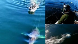Veľryba sa zamotala do lana bóje, pomohli jej skutoční hrdinovia