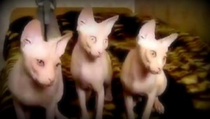 VIDEO. Mačky si zatancovali na Mozarta