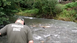 V riekach hynú ryby pre nedostatok kyslíka vo vode. Problém rieši inšpekcia životného prostredia