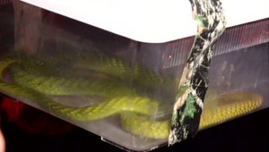 VIDEO: Dramatický odchyt mamby zelenej. Použili na ňu aj metlu