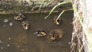 Liezli úzkym kanálom, len aby zachránili kačaciu rodinku