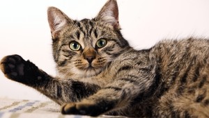 Veľká záchranná akcia! Hasiči pomáhali mačiatku