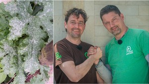 Bojujete v záhrade s múčnatkou? Postrekom sa jej nezbavíte, pomôžu vám tieto 2 tipy!