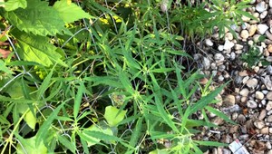 Daniel objavil v meste podozrivú rastlinku, na drogy neslúži