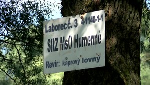 Ďalší masový úhyn rýb pri Humennom. Ochranári rátajú škodu v tisíckach