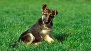 Falošná veterinárka predávala šteniatka s nepravými preukazmi o očkovaní