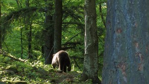 Medvedica napadla muža neďaleko Kremnice. Skončil v nemocnici