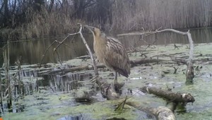 Slovenskí ochranári zachraňujú vtáka, ktorý bučí ako krava