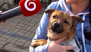 Niekto sa chcel zbaviť psa tak, že mu zviazal labky a hodil do rieky. Šteniatko to nevzdalo