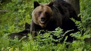 Ľudia pri Banskej Bystrici majú strach. Medvede im chodia do záhrad, roztrhali psa aj zajacov
