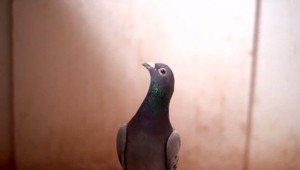 Toto je najdrahší holub na svete. Tipnite si, za koľko ho vydražili